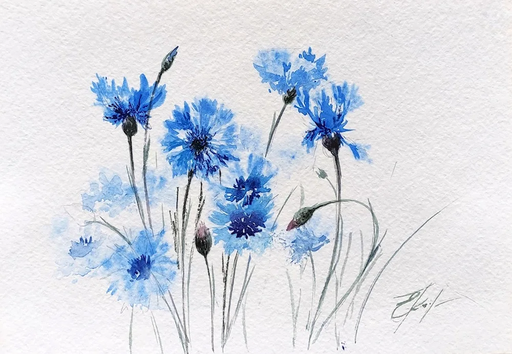 Cornflower watercolour tattoo