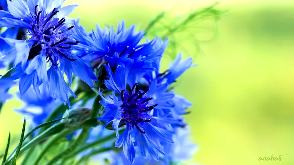 Wasilok flowers