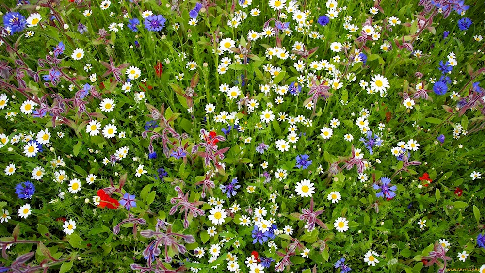 Weasels Clover meadow flowers