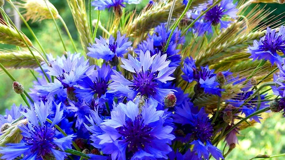 Cornflower Steppe