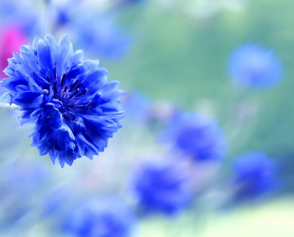 Cornflower desktop