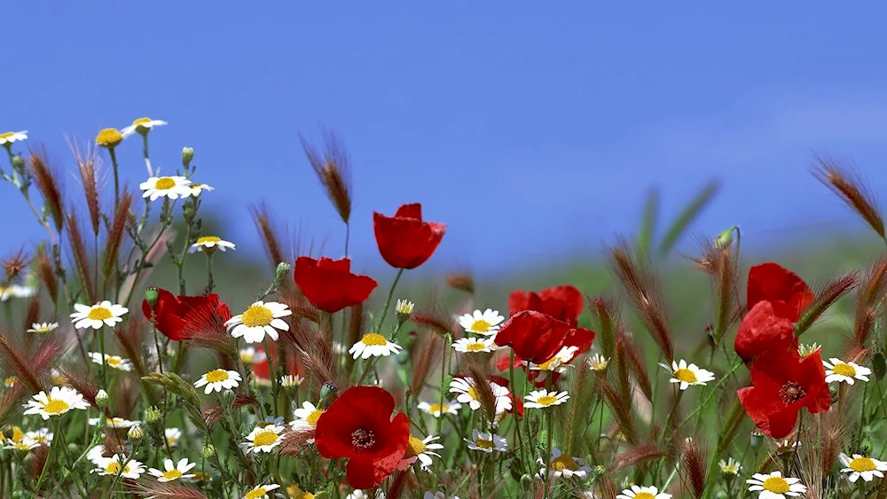 Mary Dipnall's cornflower field