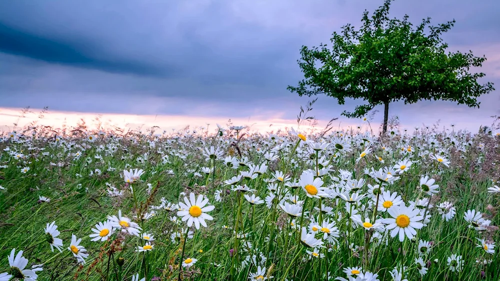 Daisy Field