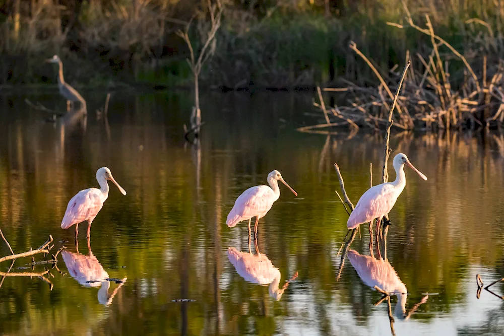 Swamp heron