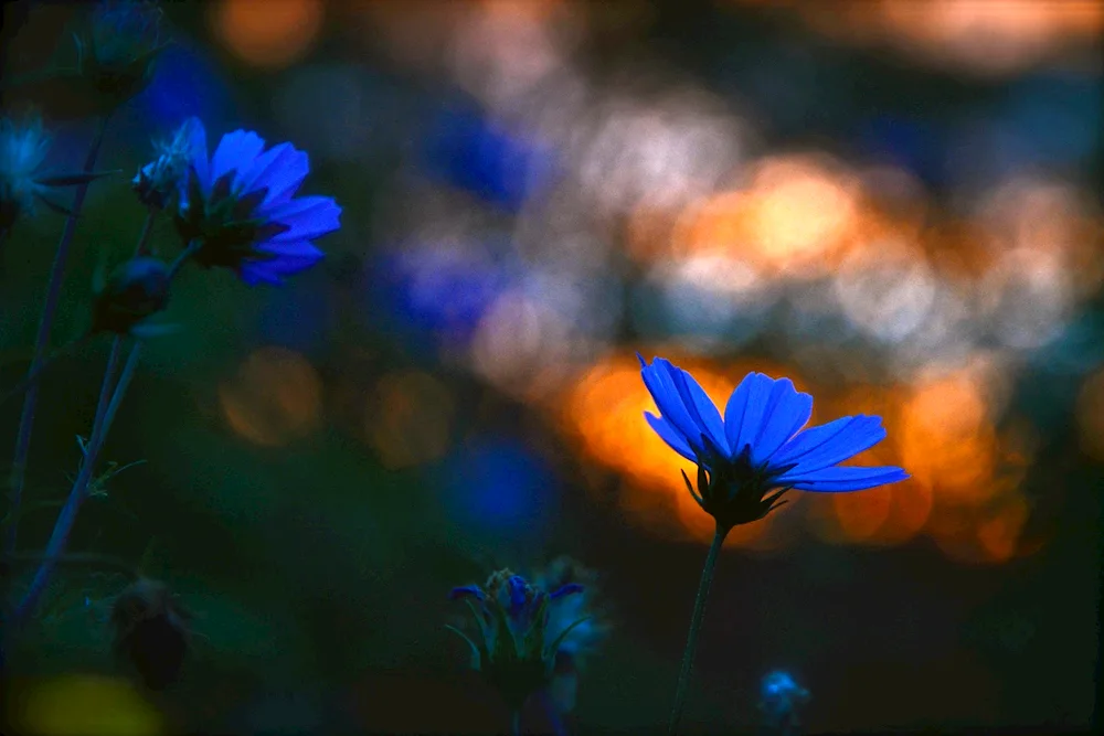 Evening flowers