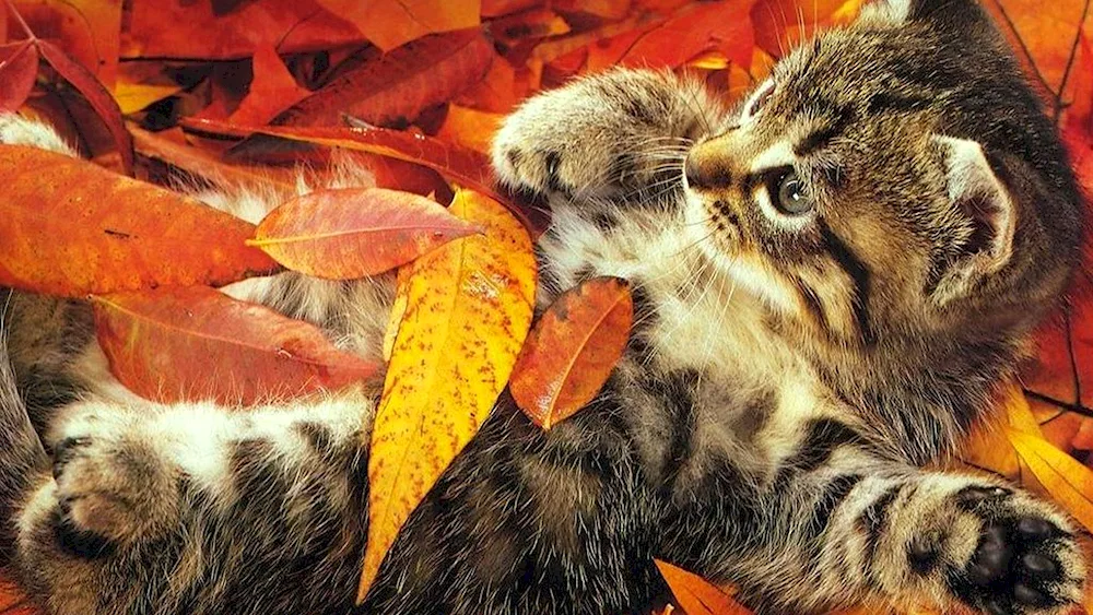 Cats in autumn