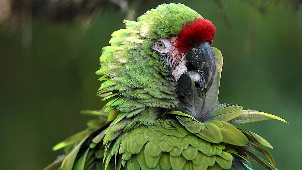 Red hawk parrot