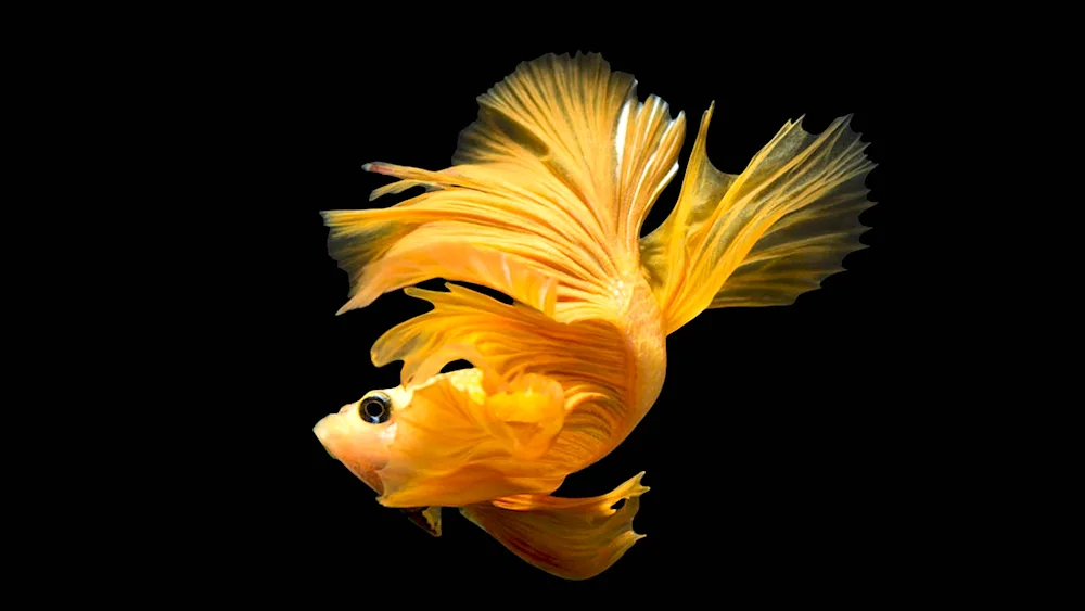 Fan Goldfish