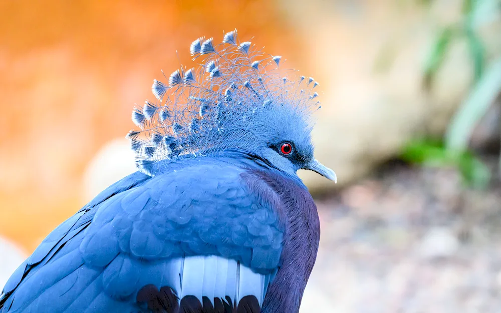 Blue-footed Bird