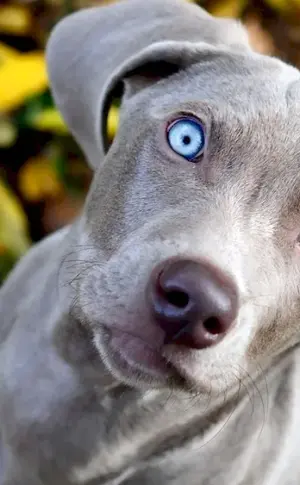 Weimaraner blue