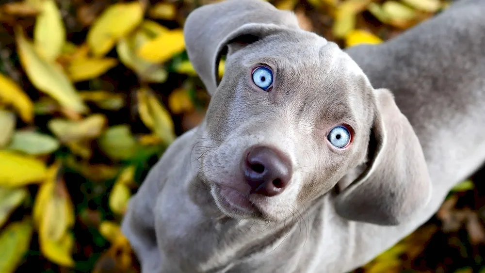 Weimaraner blue