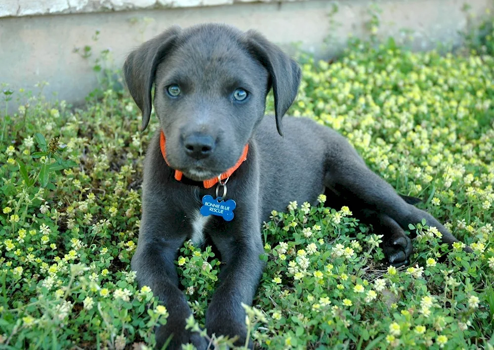 Weimaraner blue