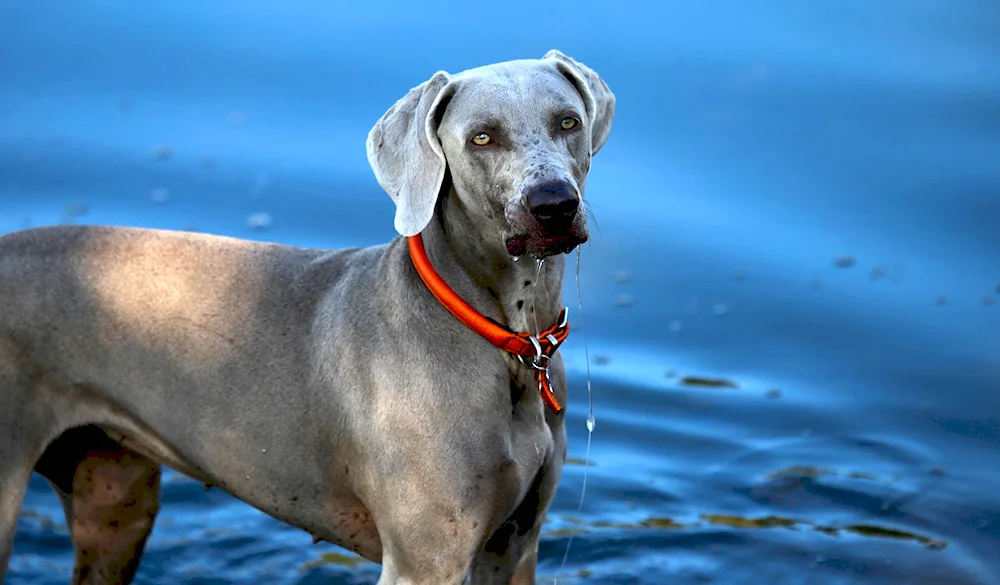 Weimaraner hound