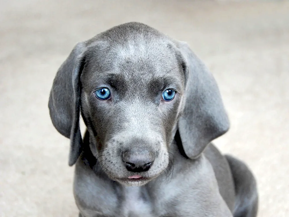 Weimaraner Labrador