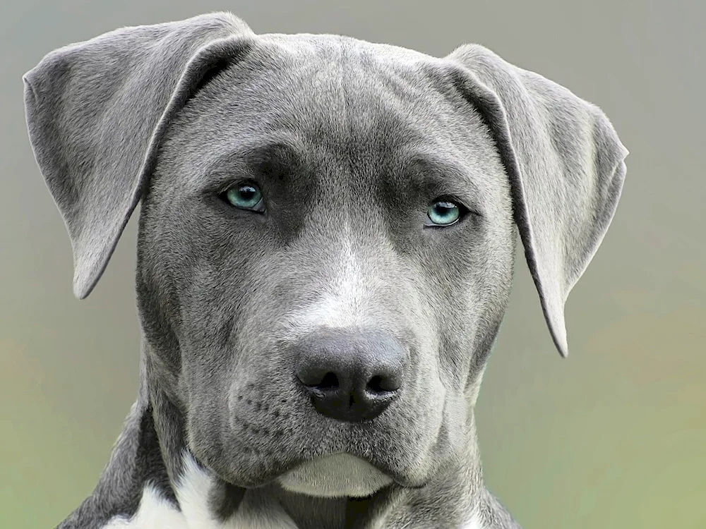 Weimaraner Labrador