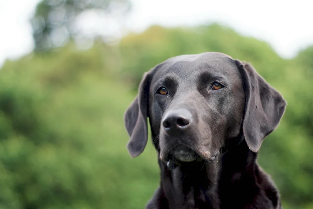 Weimaraner Labrador