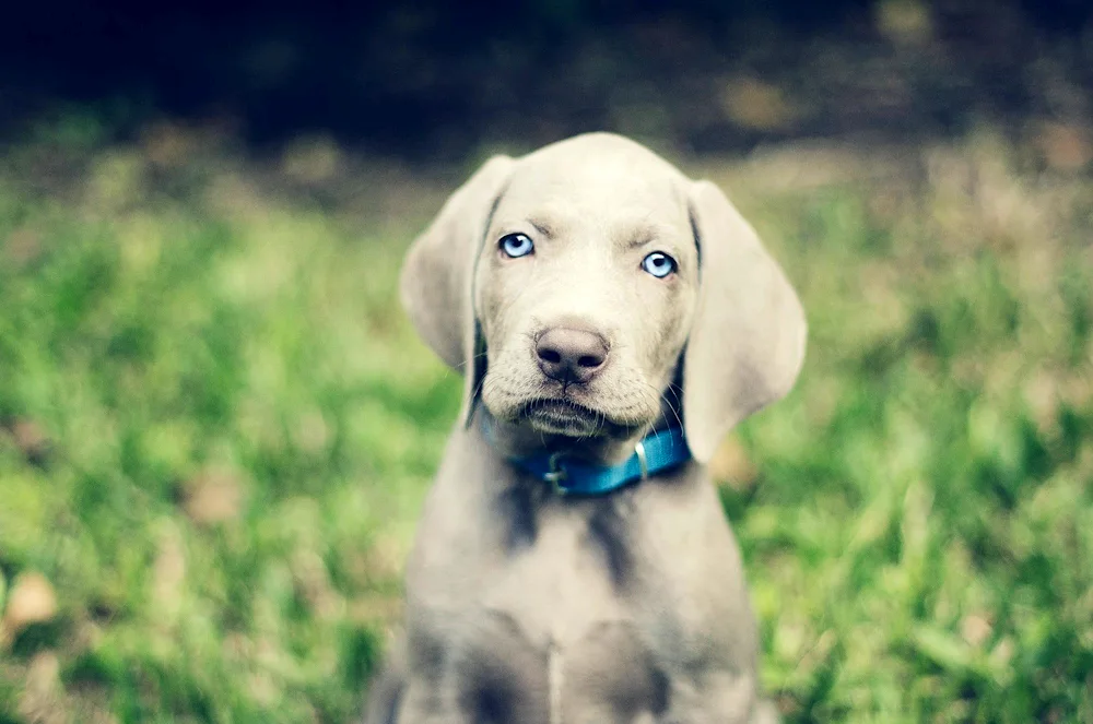 Weimaraner Labrador