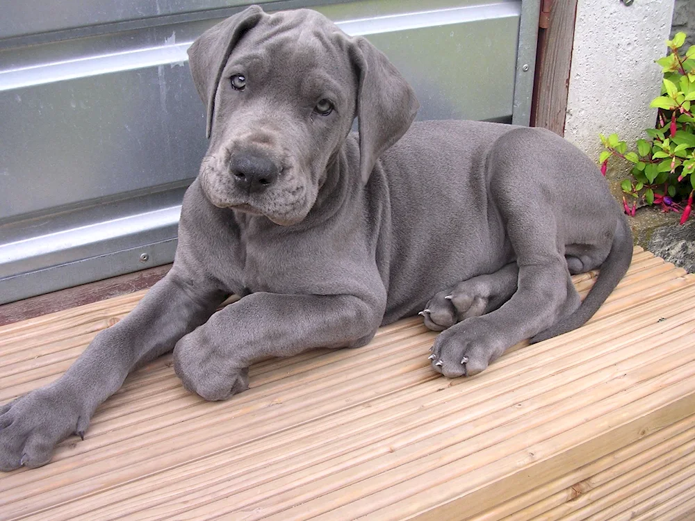 American Staffordshire Terrier black