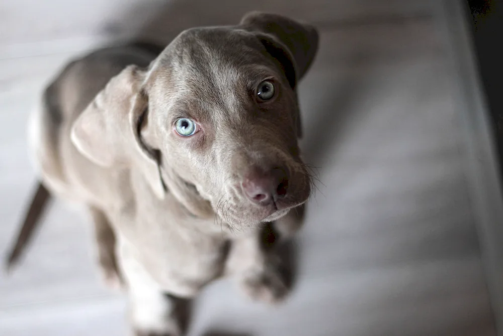 Weimaraner grey