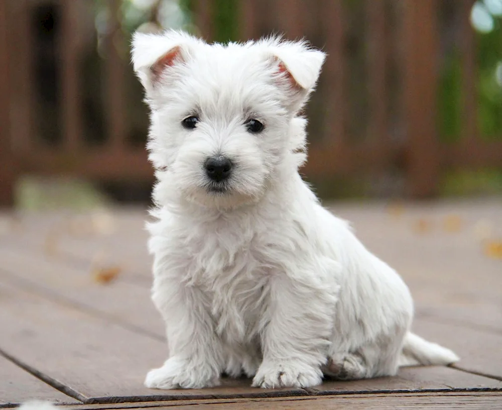 Weisthaland West Terrier