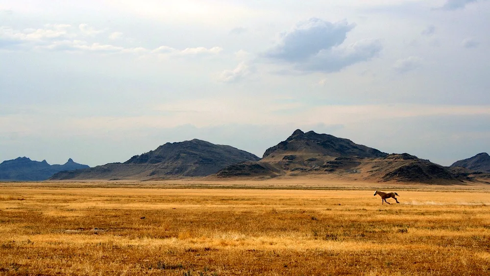 The great steppe of Kazakhstan