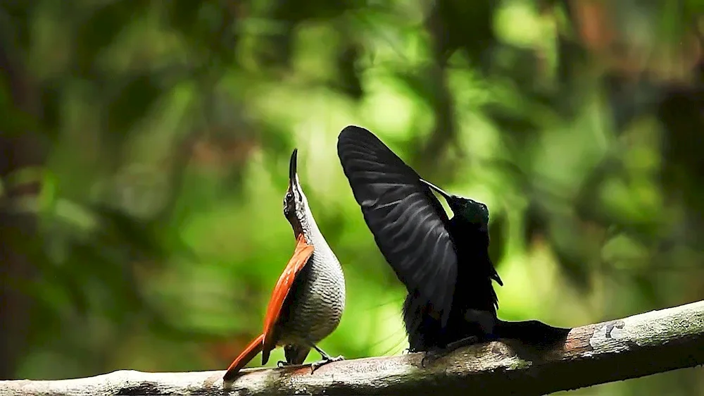 Great Shield-bearing Bird of Paradise