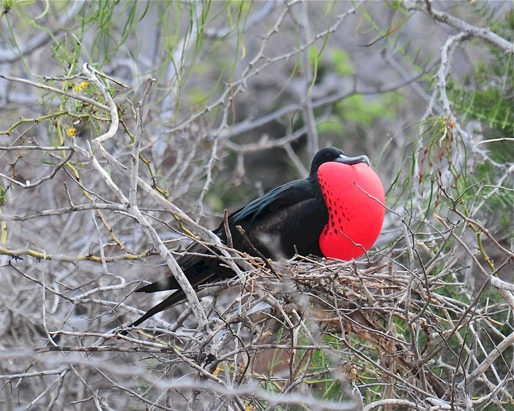 Great Frigate Galapagos Islands