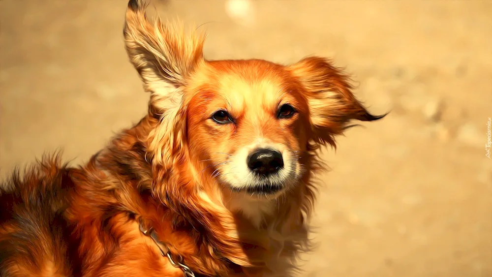 Golden retriever