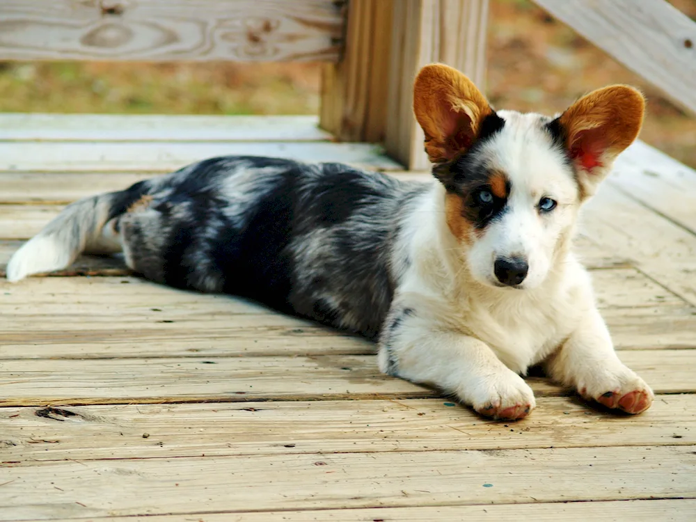 Welsh corgi pembroke. corgi pembroke