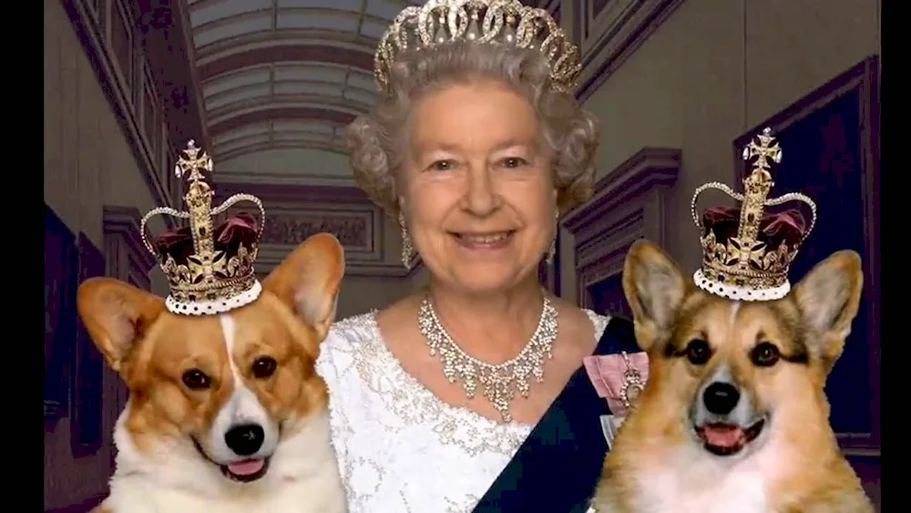 King Charles spaniel is the Queen of England's dog. Corgi Pembroke