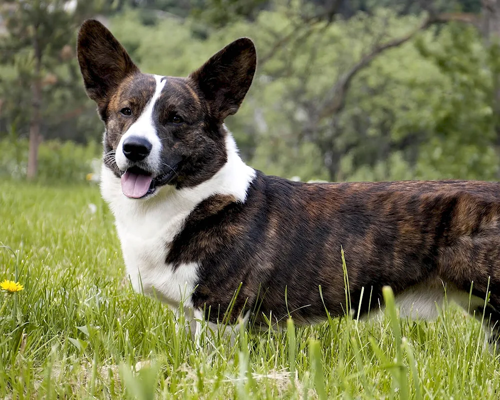 Mestizo pembroke corgi