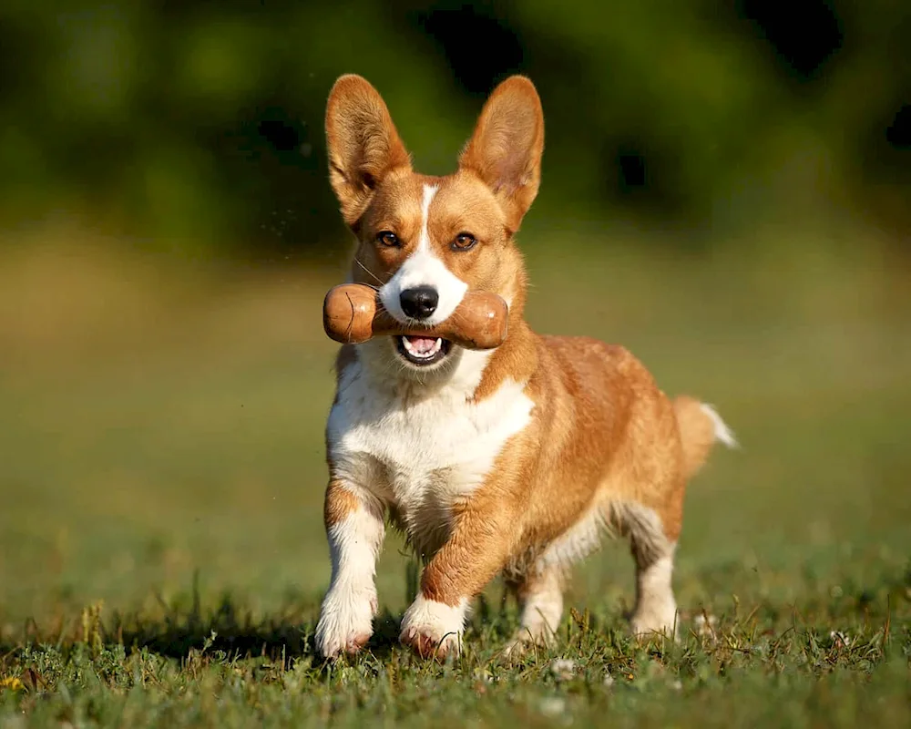 Welsh corgi pembroke