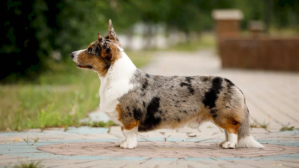 Welsh corgi cardigan Blue Merle