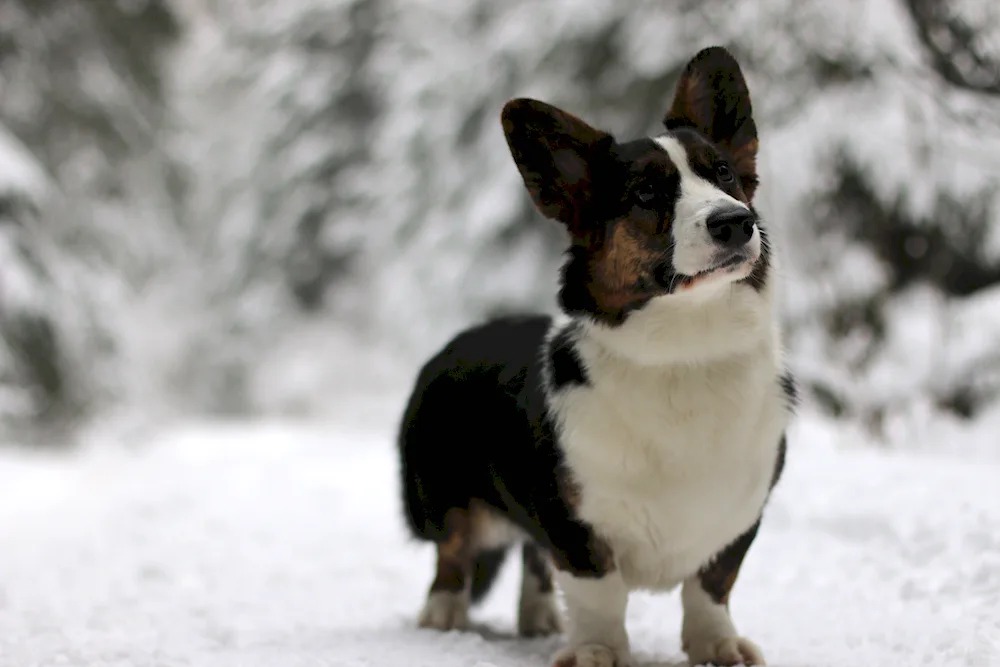 Corgi Pembroke