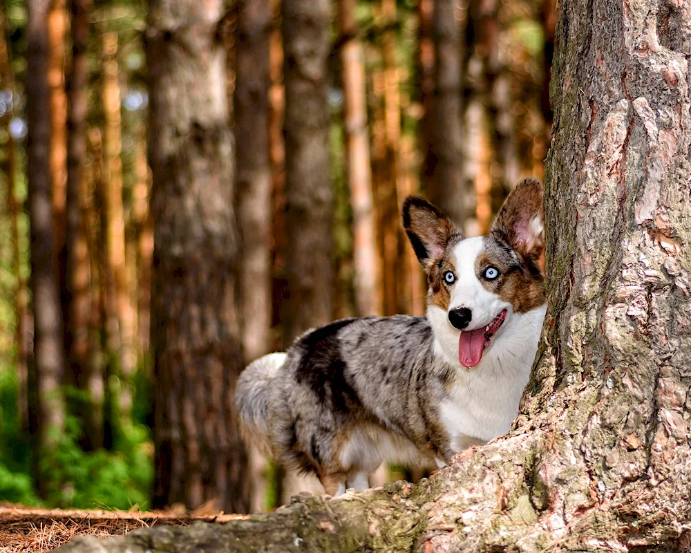 Welsh Corgi Pembroke