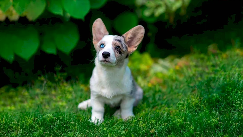 Welsh Corgi Cardigan