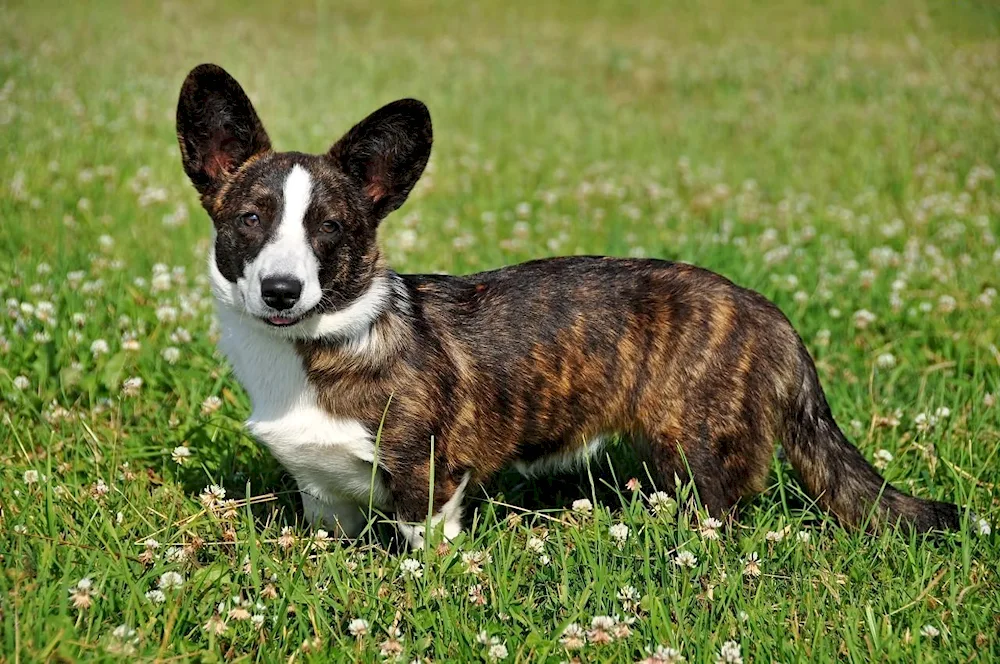 Welsh corgi cardigan