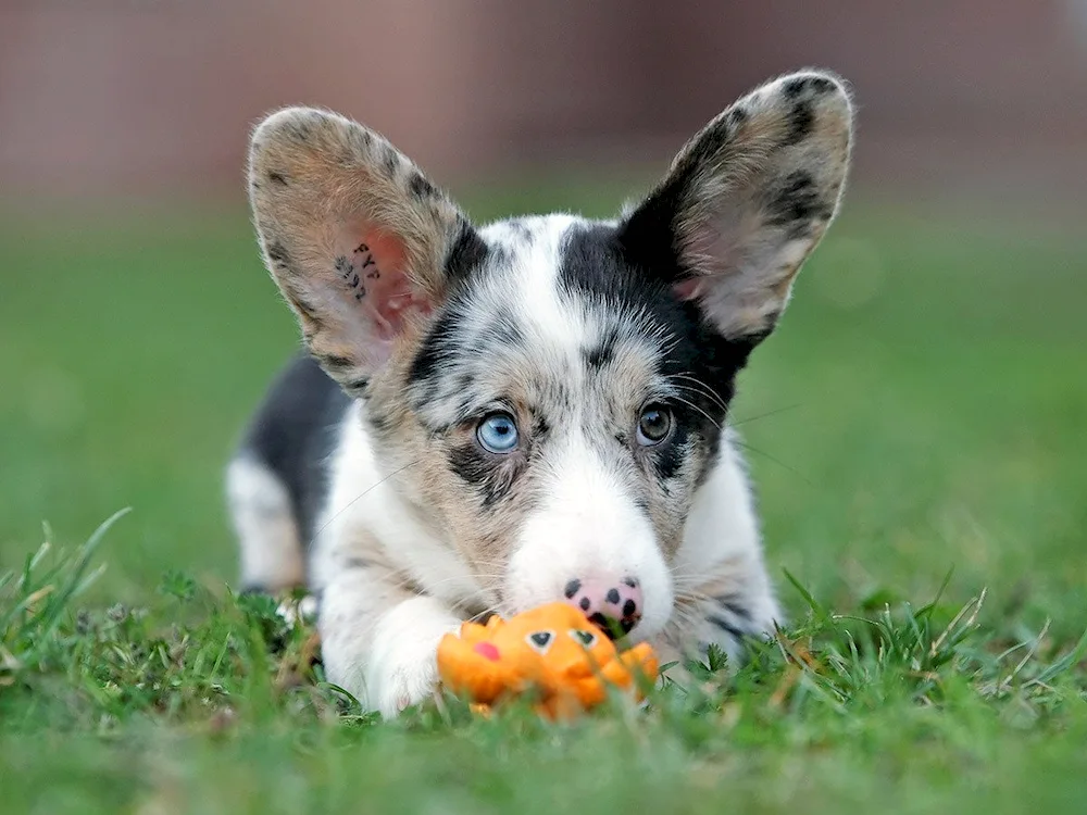 Corgi Blue Merle cardigan