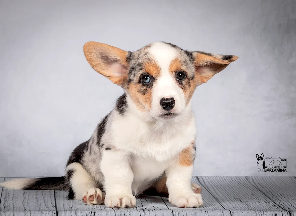 Welsh corgi cardigan marble