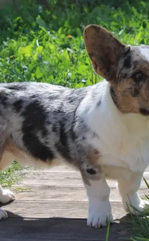 Welsh corgi cardigan marble