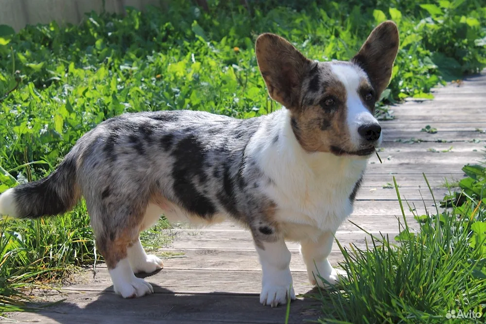 Welsh corgi cardigan marble