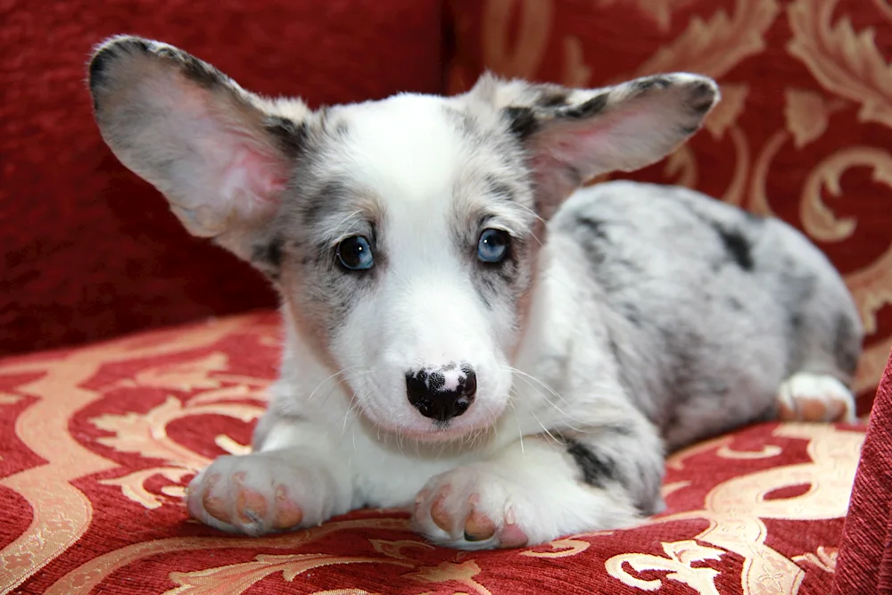 Corgi cardigan Blue Merle