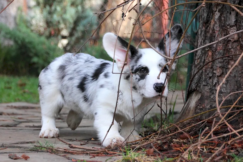 Welsh corgi cardigan marble