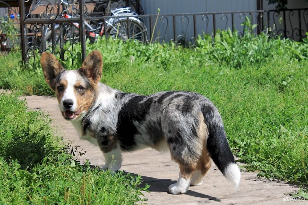 Welsh Corgi