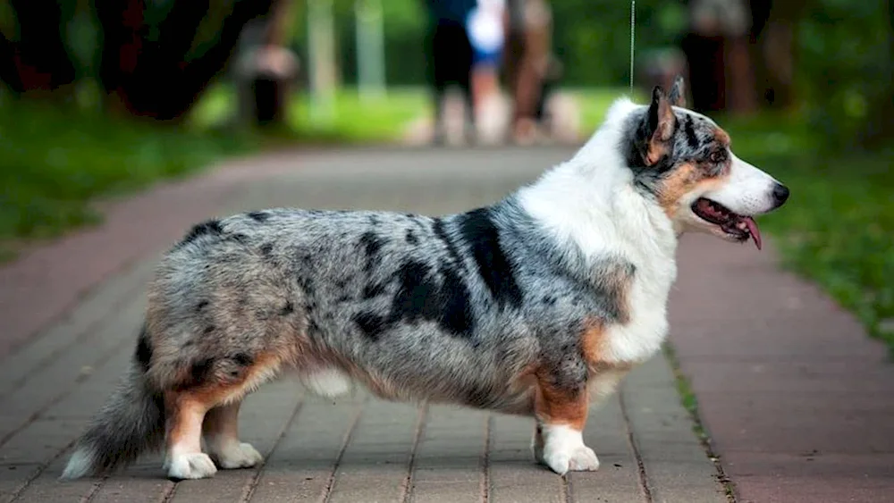 Welsh Corgi Cardigan