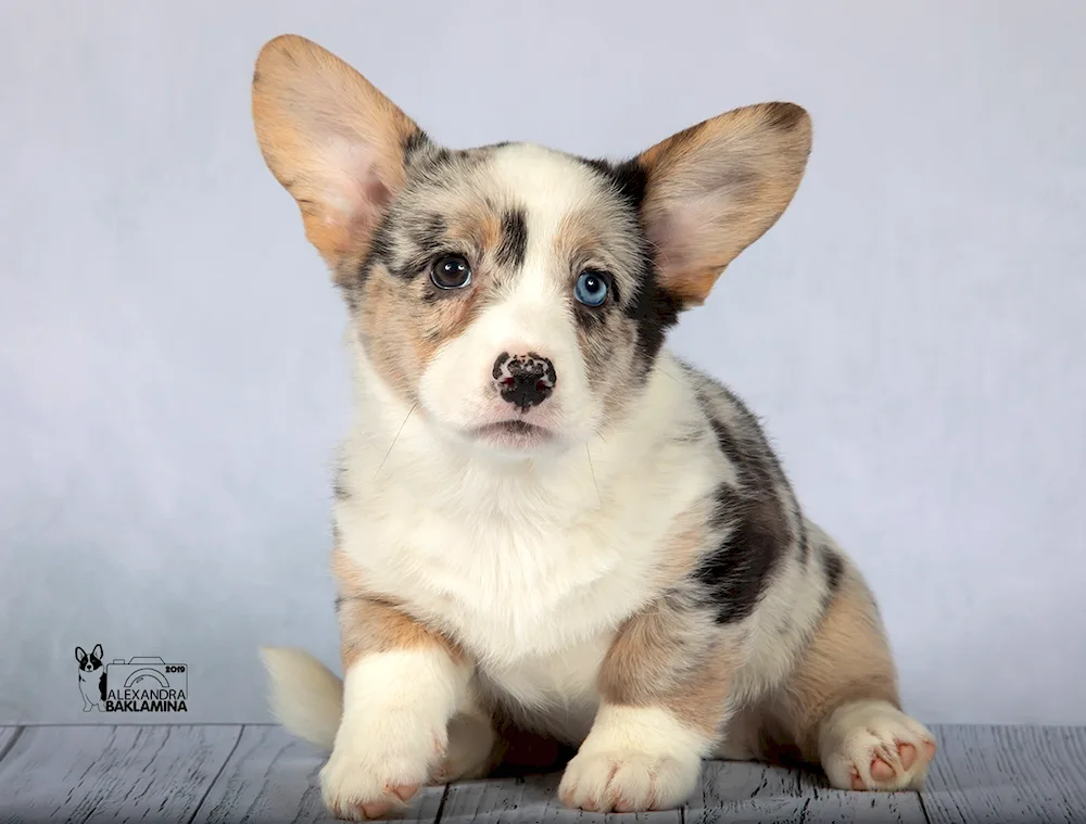 Corgi