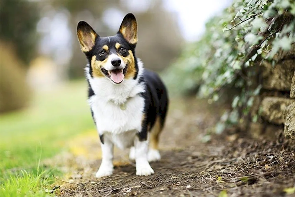 Welsh corgi sheepdog