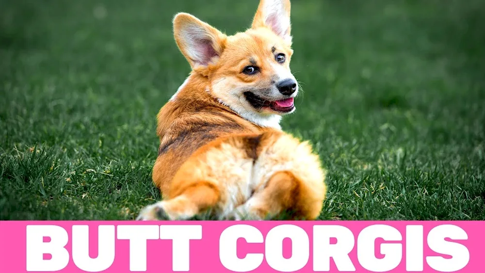 Welsh corgi