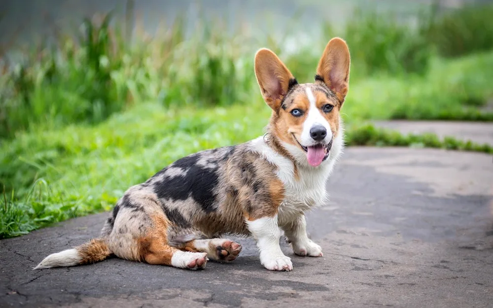 Welsh Corgi Pembroke Merle