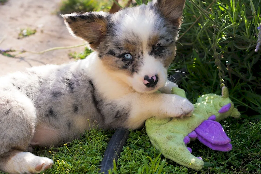 Corgi cardigan Blue Merle